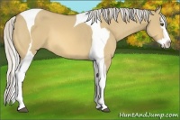 Horse Color:Silver Buckskin Dun Splash Tobiano