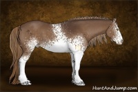 Horse Color:White Spotted Liver Chestnut Sabino