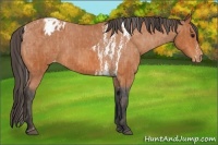 Horse Color:Bay Splash Tobiano Appaloosa  Brindle