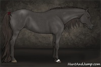 Horse Color:Liver Red Roan 
