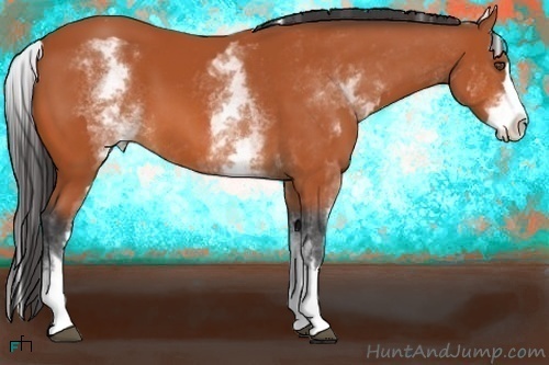 Horse Color:White Spotted Bay Splash Frame 