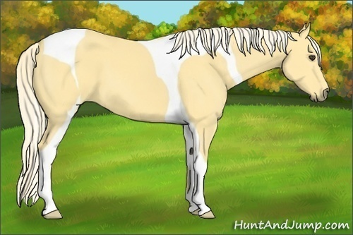Horse Color:Palomino Dun Tobiano