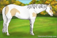 Horse Color:Silver Buckskin Splash Tobiano Frame