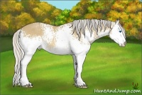 Horse Color:White Spotted Silver Bay Dun Splash Rabicano