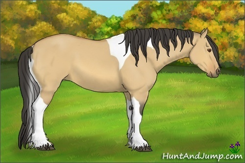 Horse Color:Buckskin Dun Sabino Tobiano