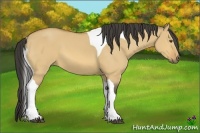 Horse Color:Buckskin Dun Sabino Tobiano 