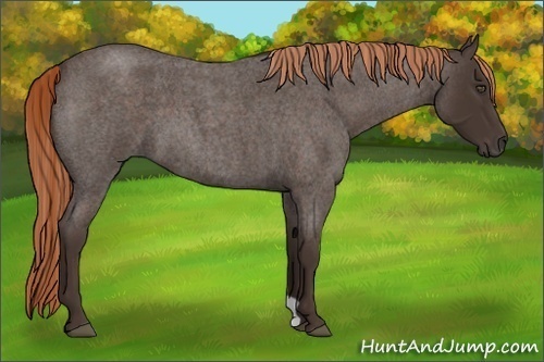Horse Color:Liver Red Roan