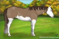 Horse Color:Liver Red Dun Splash