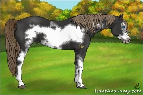 Horse Color:White Spotted Liver Chestnut Frame 