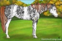 Horse Color:White Spotted Liver Chestnut Sabino Varnish 