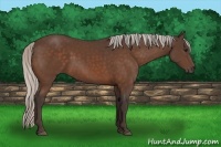 Horse Color:Silver Bay Sabino 