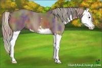 Horse Color:Nacre Chocolate Palomino Sabino Splash