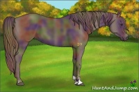 Horse Color:Nacre Liver Chestnut Sabino 