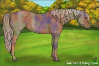 Horse Color:Nacre Chocolate Palomino 