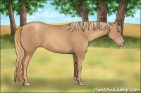 Horse Color:Gold Champagne 