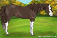Horse Color:Liver Chestnut Splash 