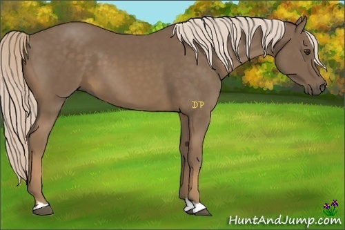 Horse Color:Chocolate Palomino 
