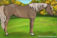 Horse Color:Chocolate Palomino 