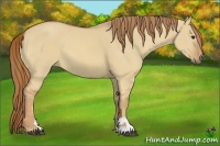 Horse Color:Red Dun Sabino