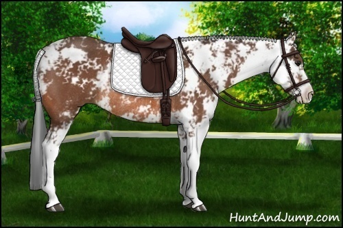 Horse Color:Bay Sabino Rabicano