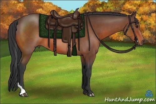 Horse Color:Bay Tobiano 