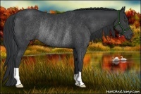 Horse Color:Black Rabicano 