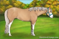 Horse Color:Silver Amber Champagne Sabino