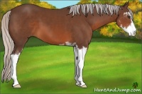 Horse Color:Silver Brown Sabino 