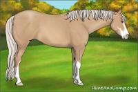 Horse Color:Silver Sable Champagne Sabino
