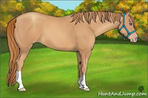 Horse Color:Gold Champagne