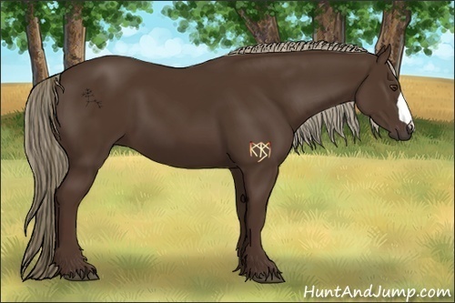 Horse Color:Liver Chestnut 