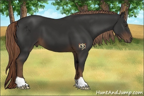 Horse Color:Liver Chestnut 