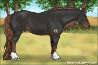 Horse Color:Liver Chestnut 