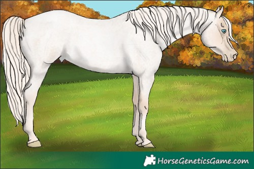 Horse Color:Gold Cream Champagne Roan Pearl