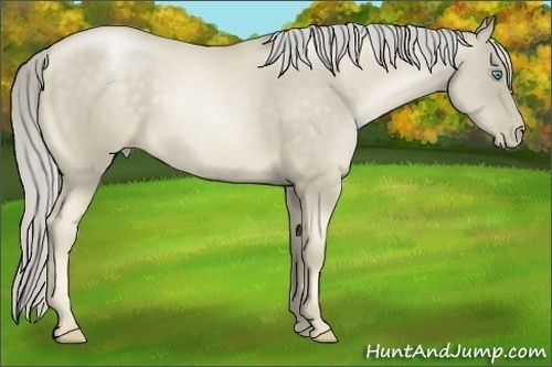 Horse Color:Chocolate Palomino Pearl 