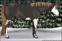Horse Color:Liver Chestnut Splash Frame