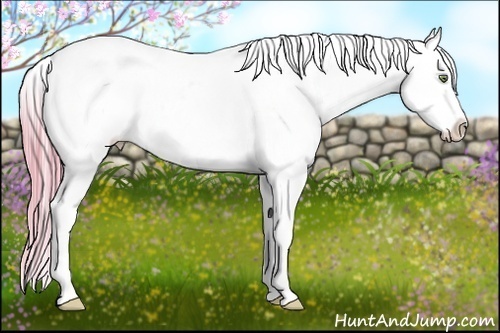 Horse Color:Watercolor Gold Champagne Ice Roan Dun Splash Tobiano Appaloosa Rabicano 