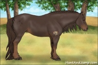 Horse Color:Liver Chestnut