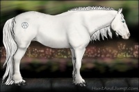 Horse Color:Cremello Varnish 