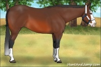 Horse Color:Bay Splash 