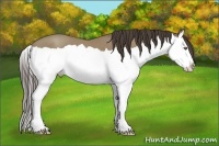 Horse Color:Classic Champagne Splash