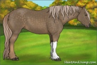 Horse Color:Chocolate Palomino 