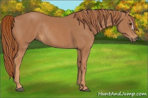 Horse Color:Chestnut Rabicano 