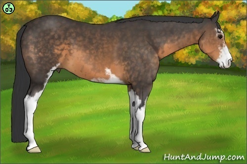 Horse Color:Buckskin Sabino 