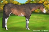 Horse Color:Buckskin Sabino