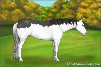 Horse Color:Black Sabino Splash