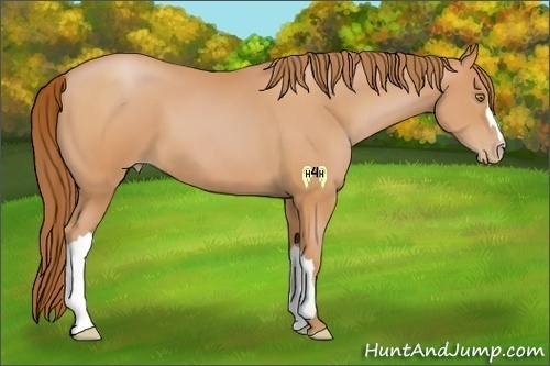 Horse Color:Bay Pearl 