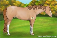 Horse Color:Bay Pearl