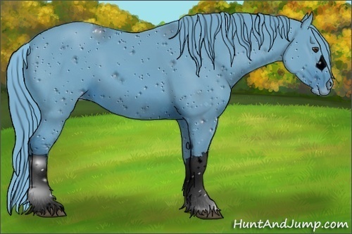 Horse Color:ERROR: UNKNOWN ANOMALY