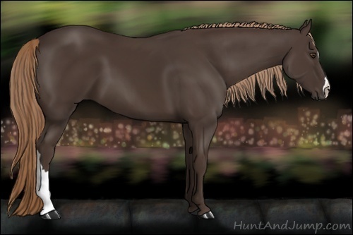 Horse Color:Liver Chestnut
